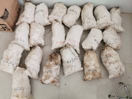 土壤樣品采集開始啦 安國中藥材（中國藥典品種）質(zhì)量可追溯項(xiàng)目（ 2020 ）